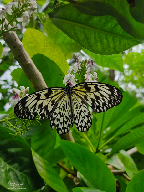 Idea leuconoe butterfly