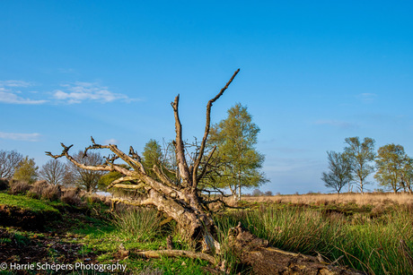 Dode boom onder een blauwe lucht in Bargerveen 