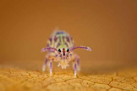 Springstaart portret