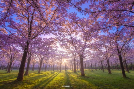 Japanse bloesempark in volle bloei.