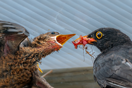 Hungry bird
