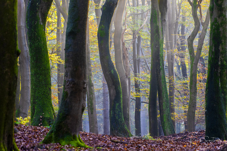 Speulderbos