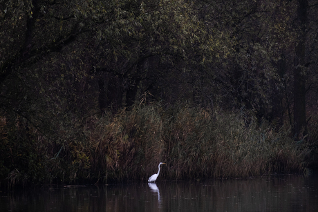 In de Biesbosch