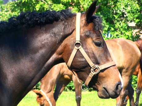 Cheval vu de profil.