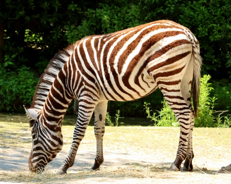 Zebra