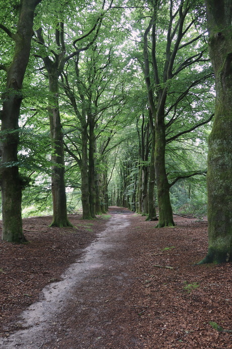 Wandeling Wolfheze.