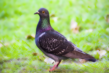 a Pigeon!