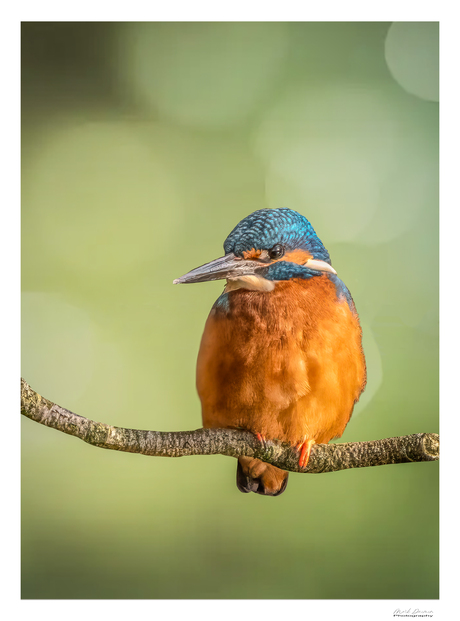 KingFisher