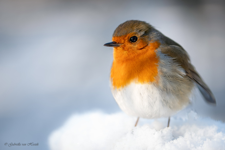 Robin in the snow ❄️
