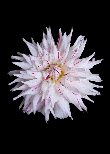 wit/roze Dahlia