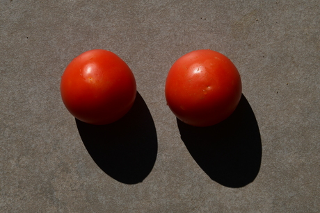 Tomaten genieten van de zon