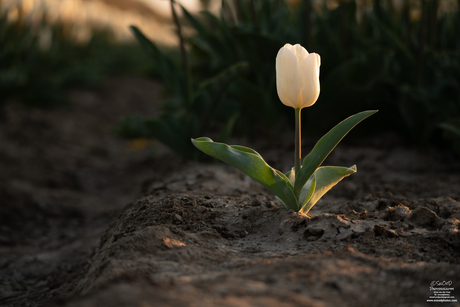 De eenzame witte tulp