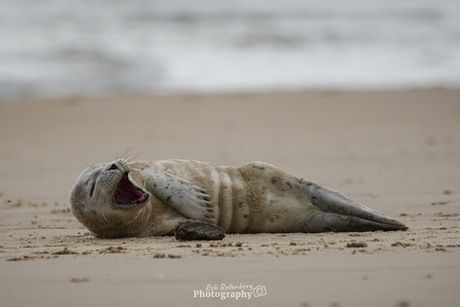 Gapende zeehond op het strand