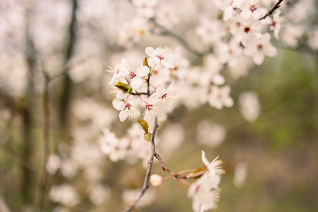 Blossom 