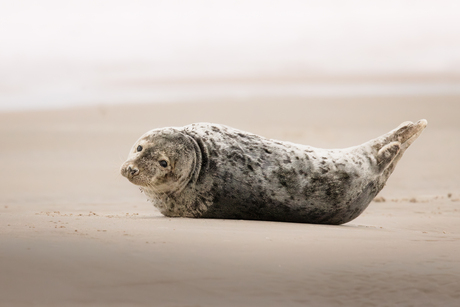 Grijze Zeehond