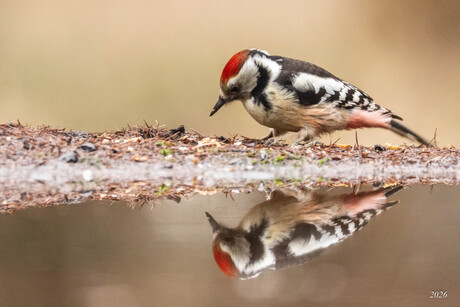 Middelste Bonte Specht