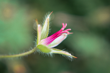 Geranium dissectum, "ooievaarsbek"