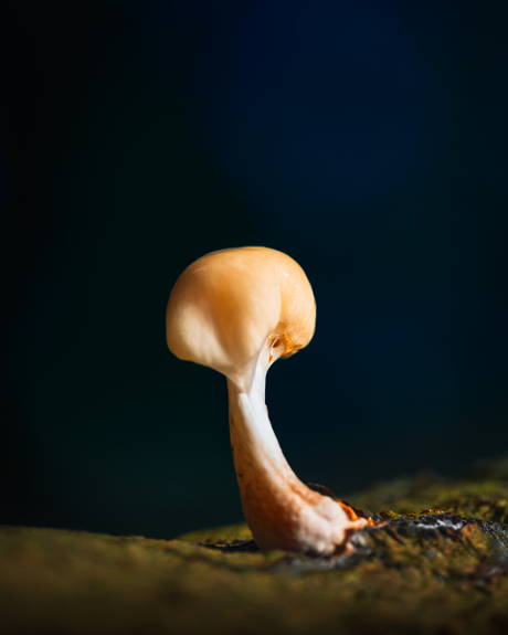 Interessante vorm paddenstoel