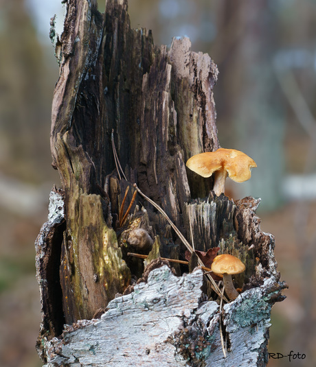 Hout doet leven (2)