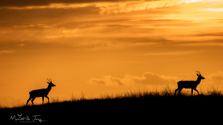Spitsers tijdens zonsondergang 
