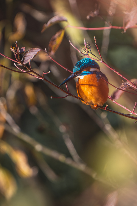 Mr kingfisher