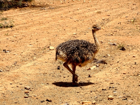 jonge struisvogel