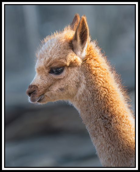 Young Vicuna