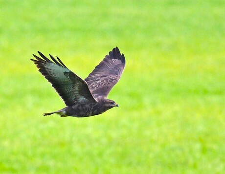 Buizerd
