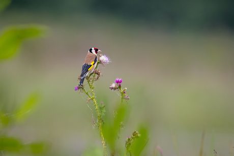 Putter op distel