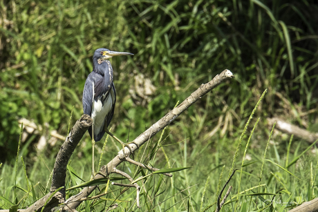 Driekleurige of witbuikreiger (Wildlife) - Costa Rica
