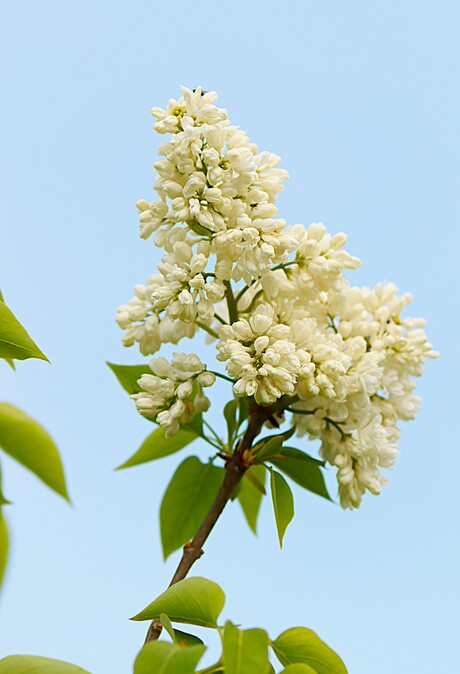 Witte Sering