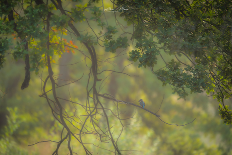 Ijsvogel