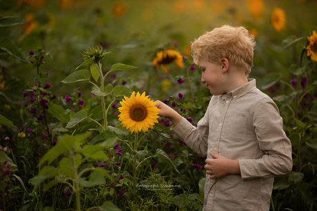 Sunflowers!