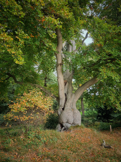 Prachtige eeuwenoude eik!🌳🍂😃