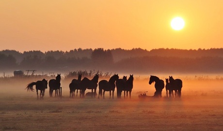 Kudde paarden in nevelig landschap