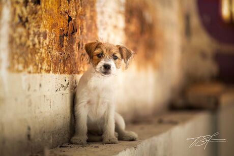 Schattige pup op stoere locatie