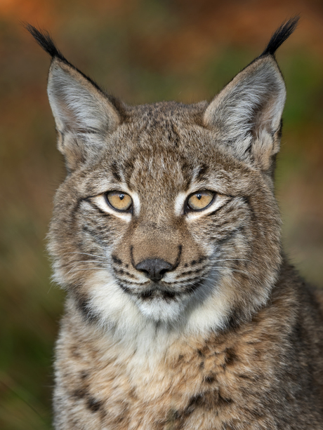 Lynx