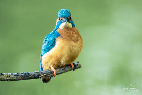 Ijsvogel