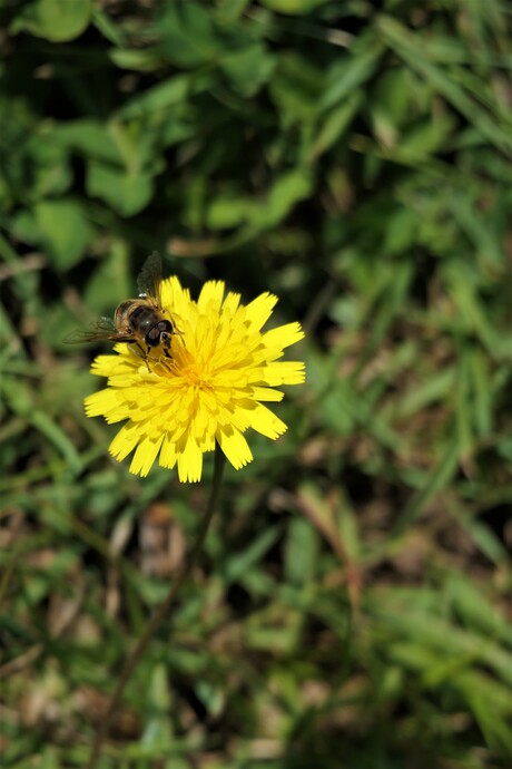 Bij op bloem