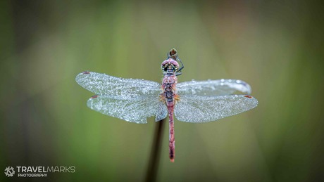 Macrofotografie libelle