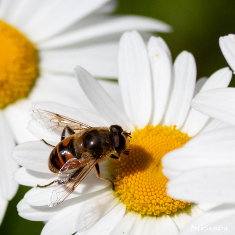 blinde bij op margriet