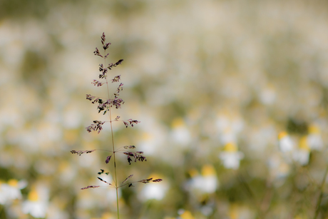 ERAGROSTIS