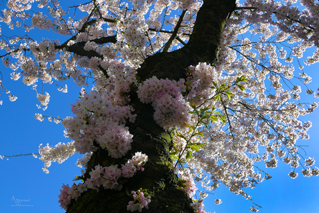 bloesem  almere buiten