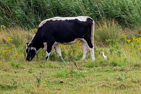 Gevaarlijke plek voor de koereiger