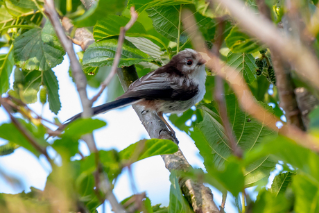 juveniele staartmees