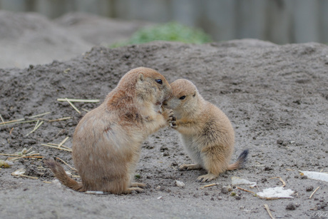 Zwartstaart prairiehondjes