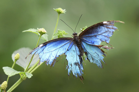 Morpho peleides
