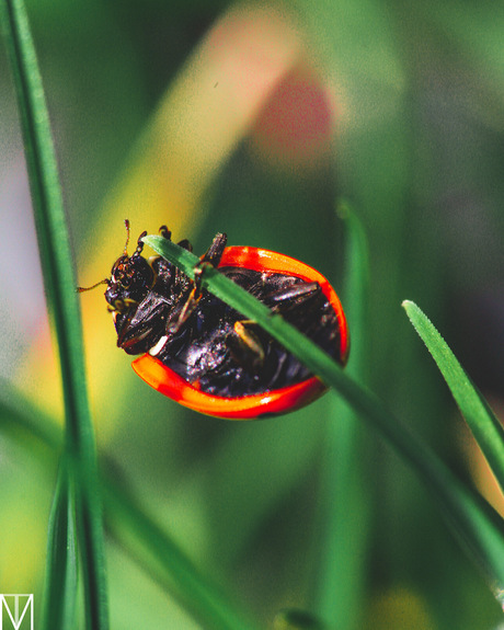 Just chillin’ lieveheersbeestje 🐞