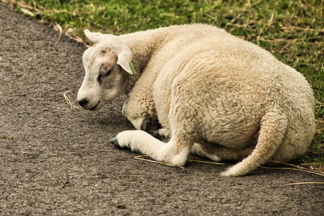 Dieren
