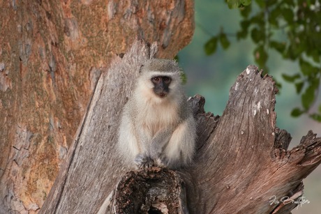 Vervet Monkey (juvenile). 